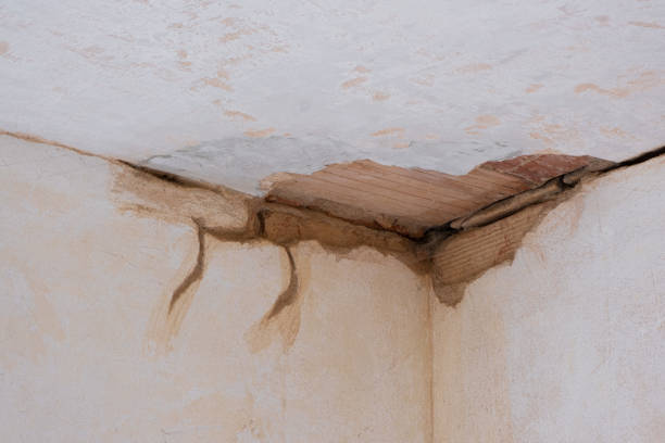 Best Mold removal after water damage  in Williamsburg, VA